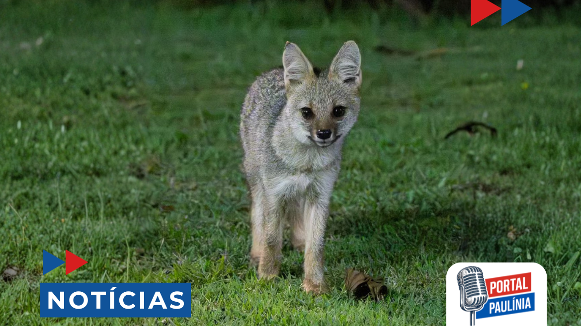 raposa avistada em condomínio de Paulínia 2025